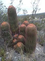 Ferocactus pilosus