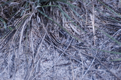 Macrotona securiformis