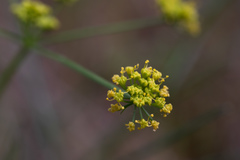 Lomatium marginatum marginatum