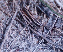 Macrotona securiformis