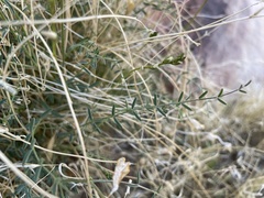 Astragalus remotus