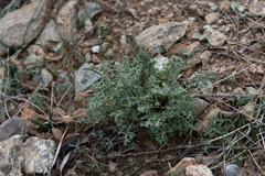 Packera eurycephala lewisrosei