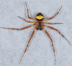 Araneus bispinosus