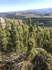 Bergbambos tessellata