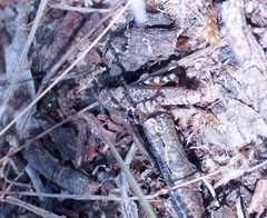 Pycnostictus seriatus