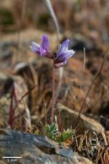 Astragalus pauperculus