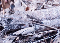 Pycnostictus seriatus