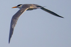 Thalasseus bengalensis