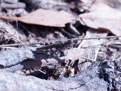 Pycnostictus seriatus