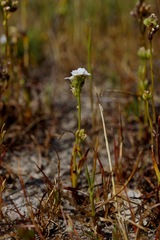 Plagiobothrys strictus