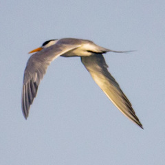 Thalasseus bengalensis