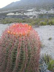 Ferocactus pilosus