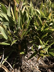 Bergbambos tessellata