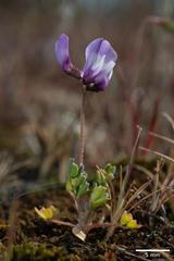 Astragalus pauperculus