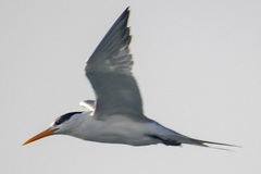 Thalasseus bengalensis