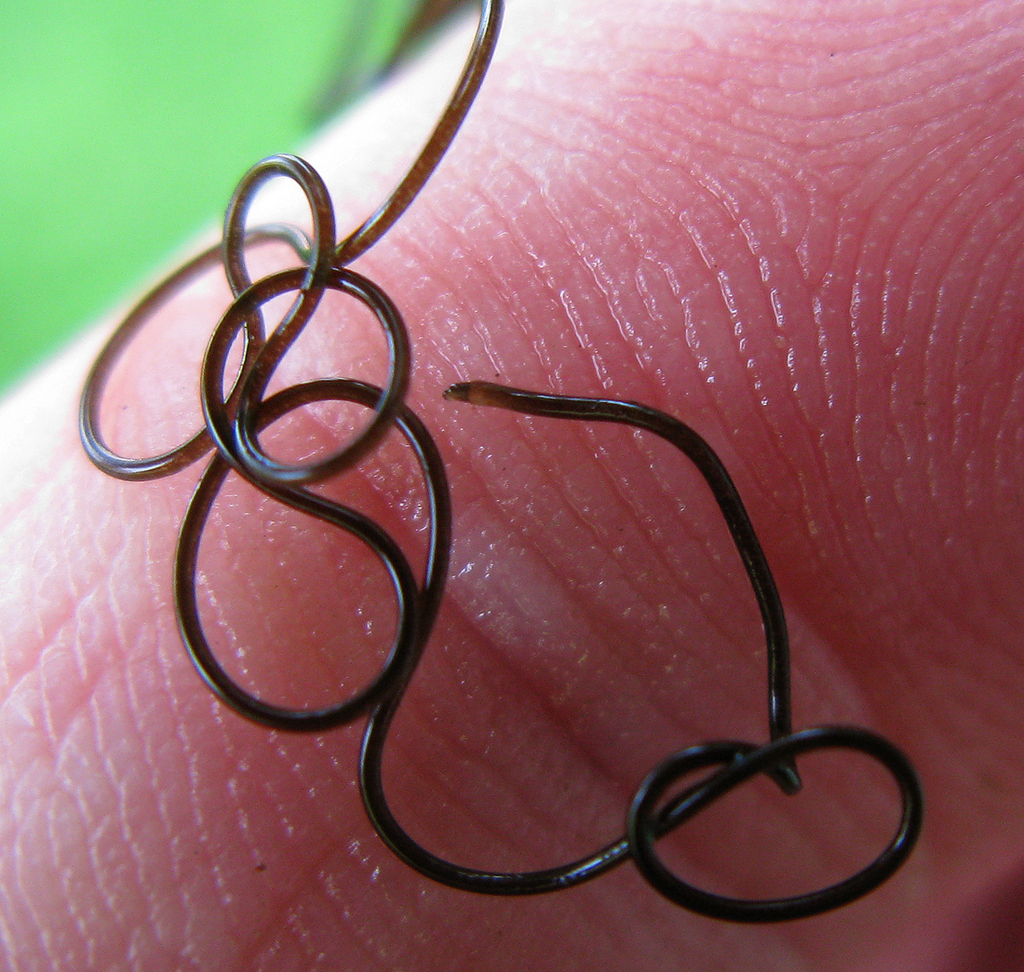 Horsehair Worms (Guide to Irvine's Wetland) · iNaturalist
