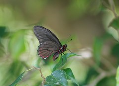 Mimoides phaon phaon