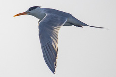 Thalasseus bengalensis