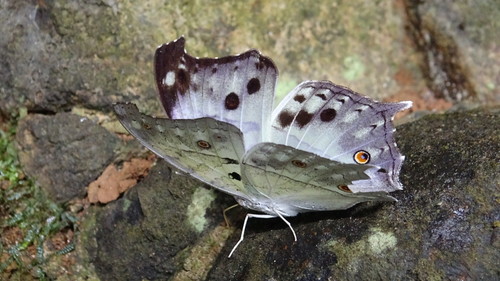 Common Mother-of-Pearl