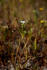 Plagiobothrys strictus
