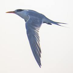 Thalasseus bengalensis