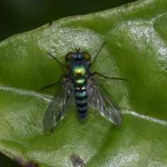 Condylostylus pruinosus