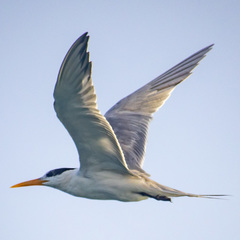 Thalasseus bengalensis