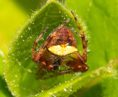 Araneus bispinosus