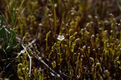 Plagiobothrys strictus