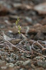 Streptanthus vernalis