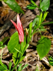 Image of Dicliptera sexangularis