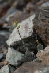 Streptanthus vernalis
