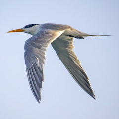 Thalasseus bengalensis