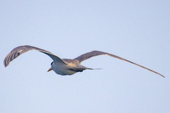 Thalasseus bengalensis