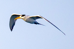 Thalasseus bengalensis