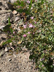 Boronia algida