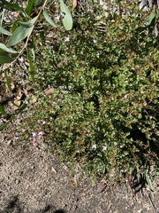 Boronia algida