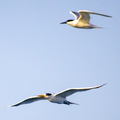 Thalasseus bengalensis