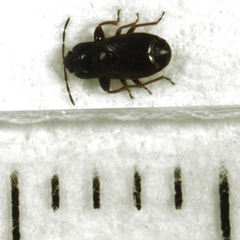 Plinthisus woodwardi