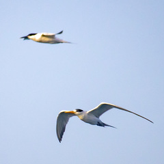 Thalasseus bengalensis