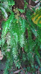 Hymenasplenium unilaterale