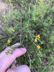 Pultenaea parviflora
