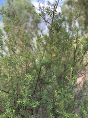 Pultenaea parviflora