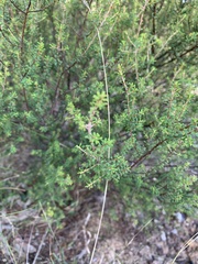 Pultenaea parviflora