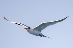 Thalasseus bengalensis