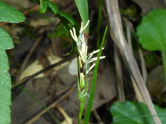 Carex globosa