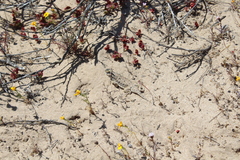 Phrynosoma cerroense