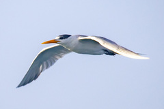 Thalasseus bengalensis