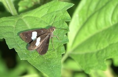 Notocrypta paralysos