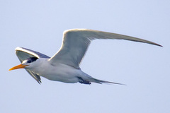 Thalasseus bengalensis